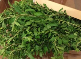 From Weeds to “Liver-Cooling Delicacy”: Still Sold Out in the City at 75,000 VND per kg