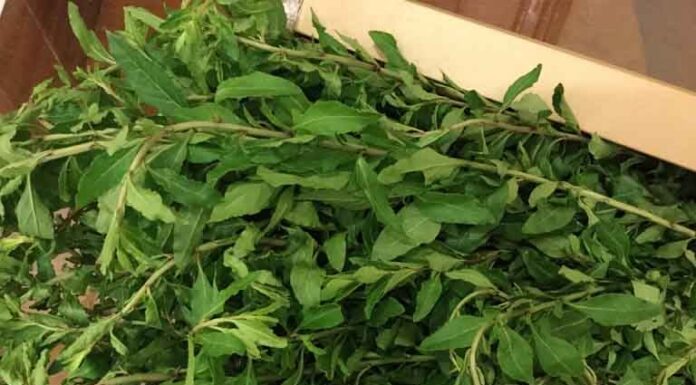 From Weeds to “Liver-Cooling Delicacy”: Still Sold Out in the City at 75,000 VND per kg