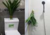 Place This Leaf Bouquet in Your Toilet: A Week Without Stink, Mosquitoes, and Cockroaches Banished