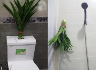 Place This Leaf Bouquet in Your Toilet: A Week Without Stink, Mosquitoes, and Cockroaches Banished