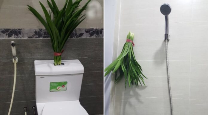 Place This Leaf Bouquet in Your Toilet: A Week Without Stink, Mosquitoes, and Cockroaches Banished
