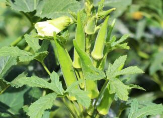 “A Seasonal Superfood: Nature’s Affordable ‘Ginseng’ for Longevity”