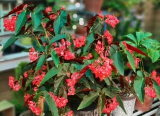 The Blooming Machine: A Flourish of Flowers and Foliage, Thriving in the North-Facing Balcony All Year Round.