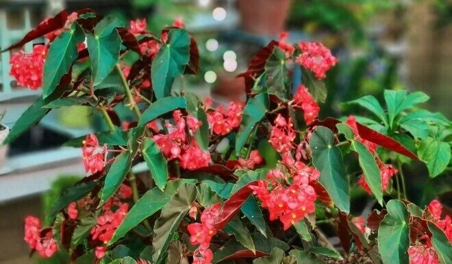 The Blooming Machine: A Flourish of Flowers and Foliage, Thriving in the North-Facing Balcony All Year Round.