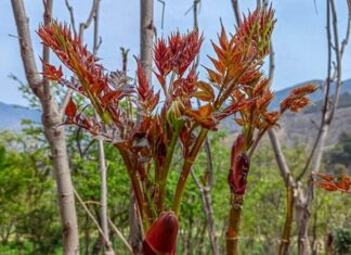 “Unwanted Weed to Wanted Wonder: The Rise of the ‘King of Wild Vegetables’ “.