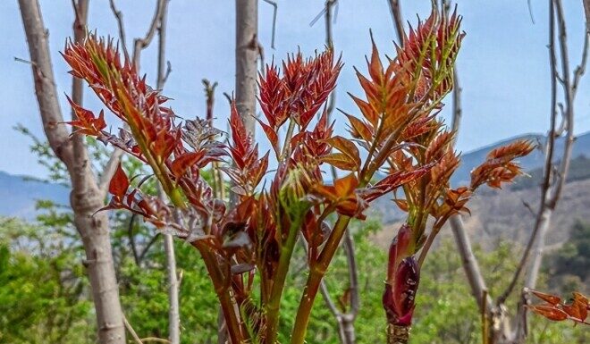 “Unwanted Weed to Wanted Wonder: The Rise of the ‘King of Wild Vegetables’ “.