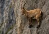 Sure-Footed Mountain Goats: Scaling the Unscalable