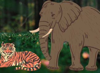 Why are Herbivores Often Larger than Carnivores? Who Grows Bigger, Meat or Plant Eaters?