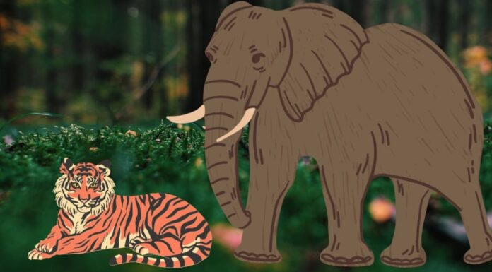 Why are Herbivores Often Larger than Carnivores? Who Grows Bigger, Meat or Plant Eaters?