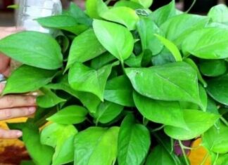 Don’t Just Water Your Peace Lily! Add This to Make Its Leaves Dark Green and Shiny, Encouraging New Growth