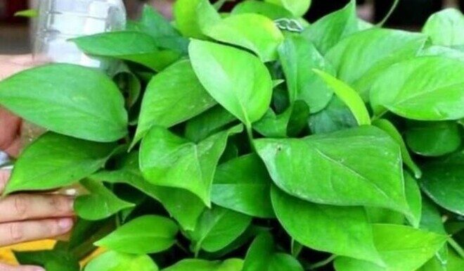 Don’t Just Water Your Peace Lily! Add This to Make Its Leaves Dark Green and Shiny, Encouraging New Growth