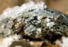 The Amazing Frog That Freezes and Comes Back to Life