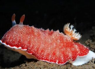 The Curious Case of the Separatist Species: Do They Regrow Their Detached Body Part?