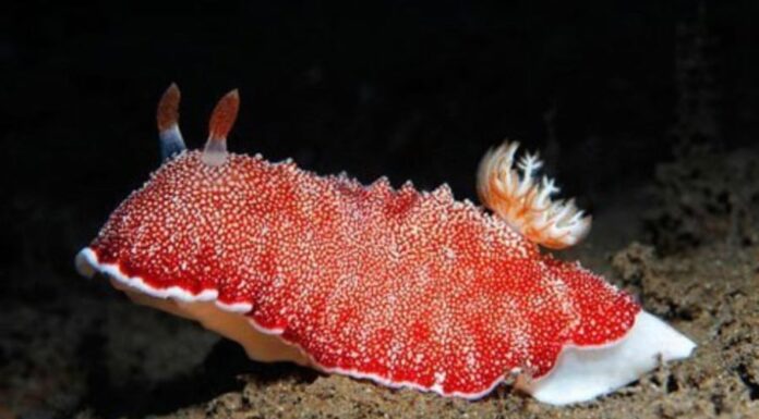 The Curious Case of the Separatist Species: Do They Regrow Their Detached Body Part?