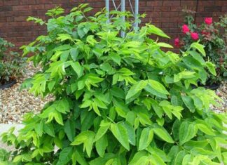 “The Super Veggie: A $0.13 Wonder, Packed with Iron”