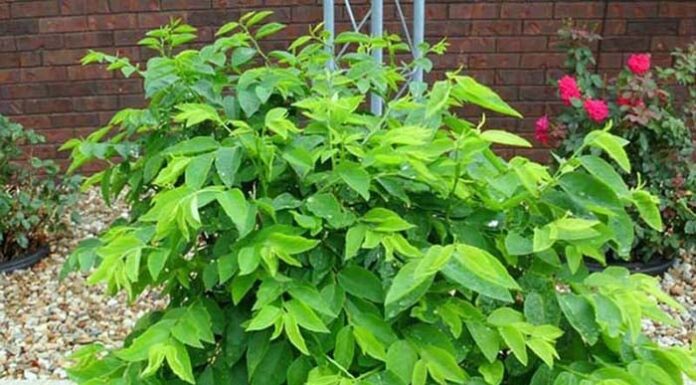 “The Super Veggie: A $0.13 Wonder, Packed with Iron”