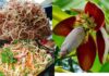 5 Surprising Health Benefits of Banana Blossoms: A Nutritional Powerhouse for Both Men and Women