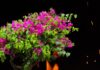5 Tips to Make Your Bougainvillea Bloom Brilliantly All Year Round