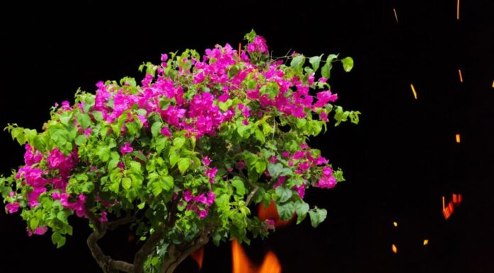 5 Tips to Make Your Bougainvillea Bloom Brilliantly All Year Round