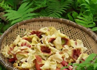 The Forgotten Flower: A Tasty Treat for the Urban Forager