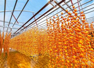 How Many Calories Are in Wind-Dried Apricots? Can Eating Lots of Them Make You Gain Weight?