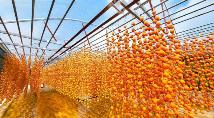 How Many Calories Are in Wind-Dried Apricots? Can Eating Lots of Them Make You Gain Weight?