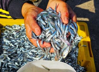 The Ultimate Superfood Fish: A Delicious, Nutritious Catch with a Surprising Twist