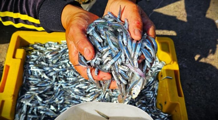 The Ultimate Superfood Fish: A Delicious, Nutritious Catch with a Surprising Twist