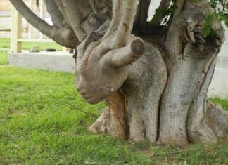 The Mystical Herbs: A Tale of Three Yin Plants and Two Elusive Flowers that Bring Chaos and Unrest