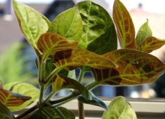 The Wild Edibles: Foraging for Nature’s Nutritious Delights.