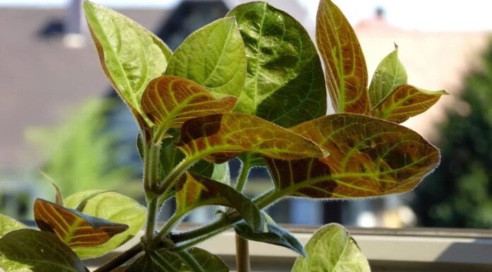 The Wild Edibles: Foraging for Nature’s Nutritious Delights.