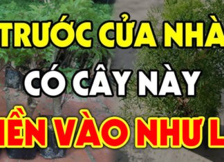 5 Tree Varieties That Attract Wealth and Prosperity, as Recommended by Feng Shui Masters