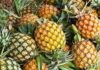 Are Pineapple, Fragrant and Khóm Three Different Fruits or Just Different Names for the Same Thing?