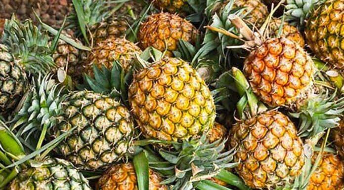 Are Pineapple, Fragrant and Khóm Three Different Fruits or Just Different Names for the Same Thing?