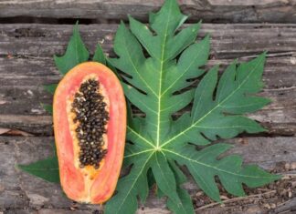 The Leaf that’s a ‘Superfood’ to Mexicans, Widely Available in Vietnam but Unknown to Many.