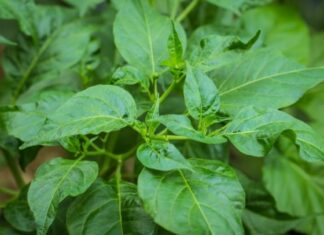 Harvest All the Chili Peppers, but Don’t Forget This Delicious and Nutritious Part of the Plant!