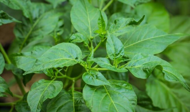 Harvest All the Chili Peppers, but Don’t Forget This Delicious and Nutritious Part of the Plant!