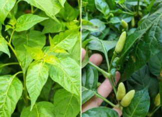 A Leafy Green with Twice the Calcium of Milk: The Perfect Summer Soup Ingredient