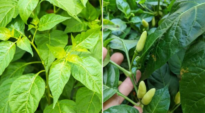 A Leafy Green with Twice the Calcium of Milk: The Perfect Summer Soup Ingredient