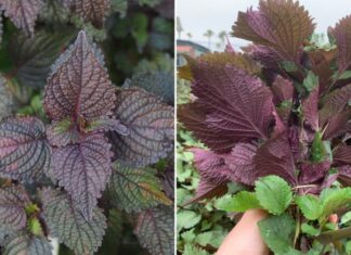 What Are the Health Benefits of Perilla Leaves? Who Should Avoid Consuming Them?