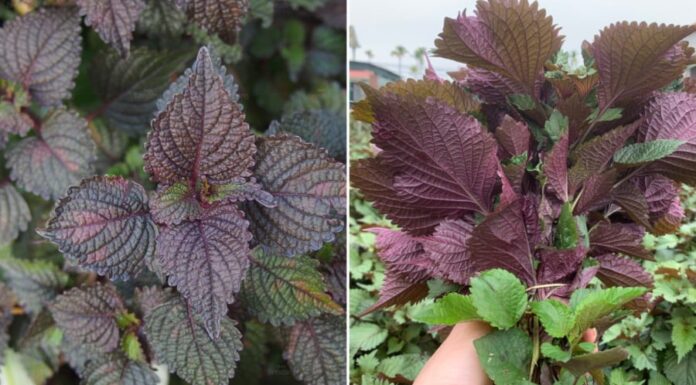 What Are the Health Benefits of Perilla Leaves? Who Should Avoid Consuming Them?