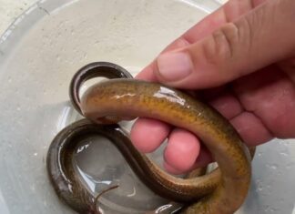 The Ultimate Guide to Cleaning Eel Muck: Removing the Slime, the Eel-y Way