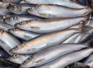 “The ‘Fatty’ Fish That’s a Powerful Cholesterol-Lowering Superfood: A Staple in the Japanese Diet and Plentiful in Vietnamese Waters.”