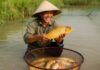 The Unassuming Local Fish That Packs a Powerful Punch: A Vietnamese Delicacy Richer in Protein Than Salmon, Offering Kidney Support and Generous Profits for Local Farmers