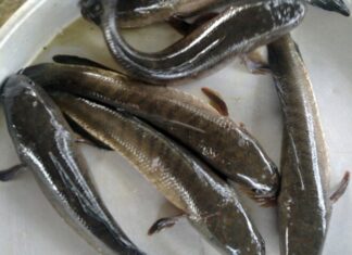 A Familiar Fish, Sweet and Rich in Calcium, Abundant in Local Markets for a Bargain – A Nutritional Treat for Expectant Mothers!