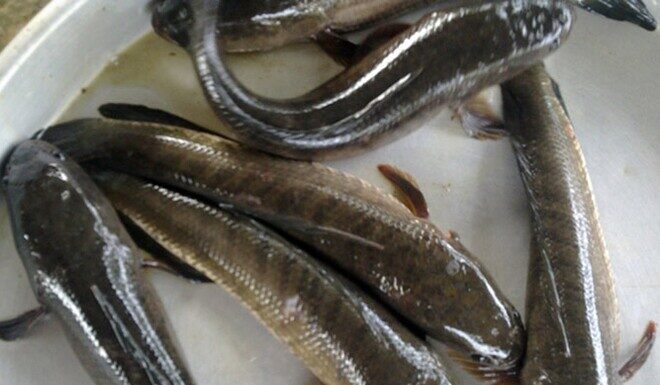 A Familiar Fish, Sweet and Rich in Calcium, Abundant in Local Markets for a Bargain – A Nutritional Treat for Expectant Mothers!