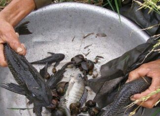 The Devil’s Own Delicacy: Unveiling the Appetizing Transformation of a Frightful Fish