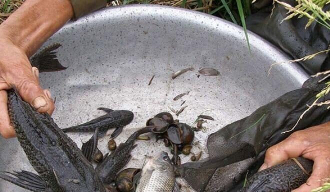 The Devil’s Own Delicacy: Unveiling the Appetizing Transformation of a Frightful Fish