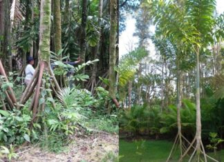 This Tree Can Walk: The Astonishing Migration of a Species That Moves 20 Meters Annually
