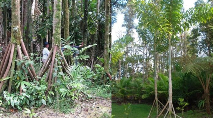 This Tree Can Walk: The Astonishing Migration of a Species That Moves 20 Meters Annually